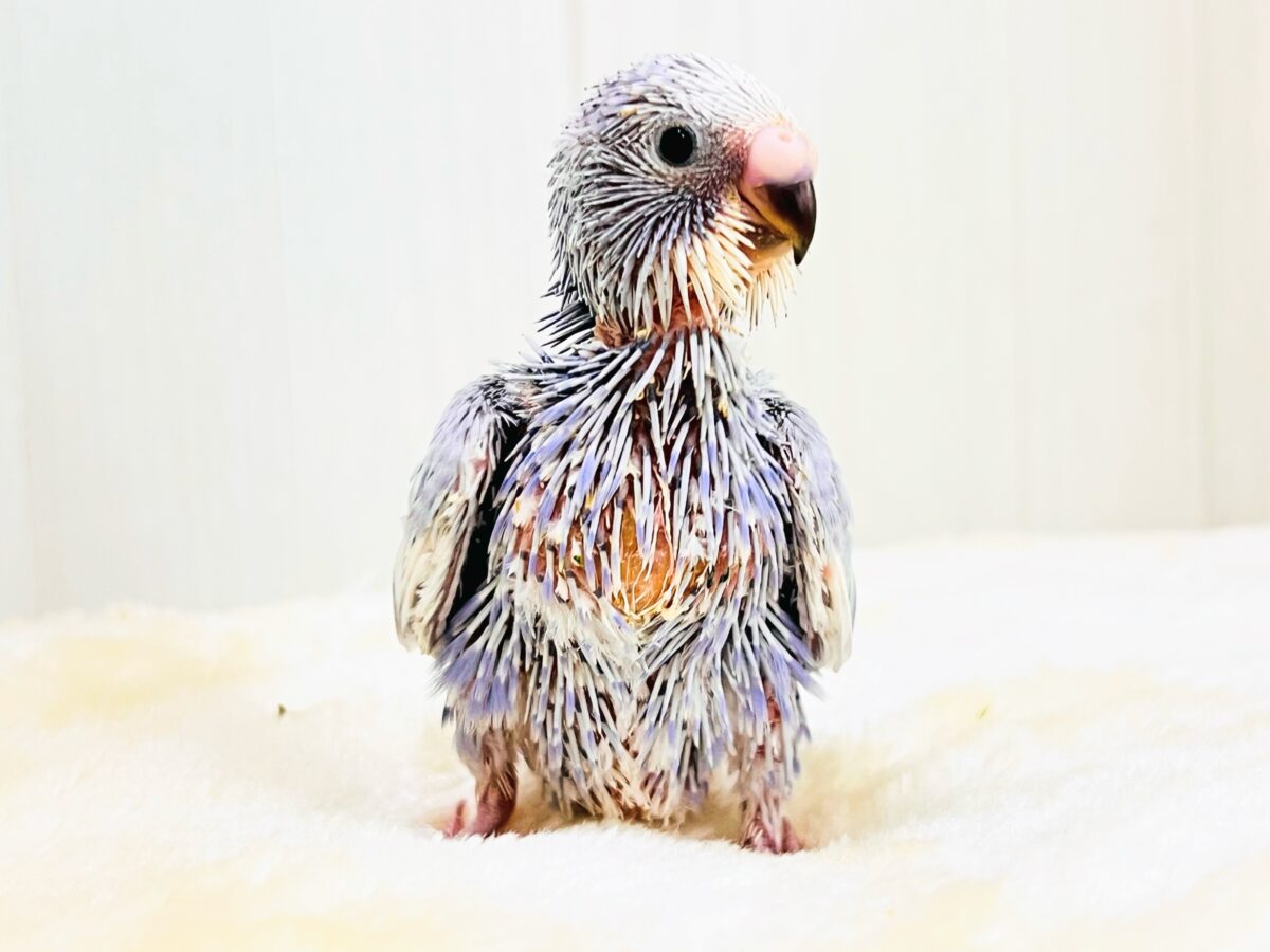 セキセイ インコ 珍しい 色