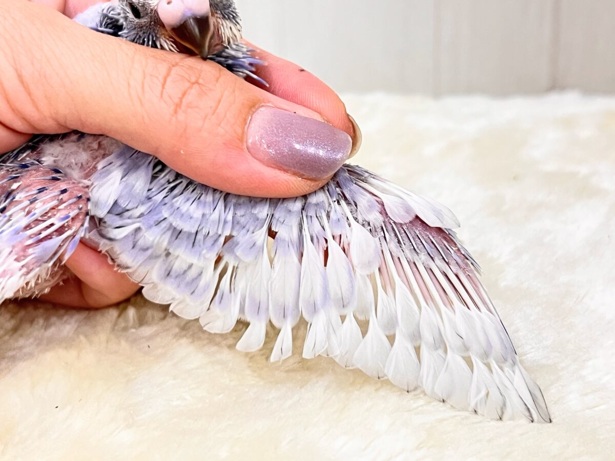 珍しい色💜ジタバタ🎶step👣セキセイインコ(バイオレットスパングル) セキセイインコ