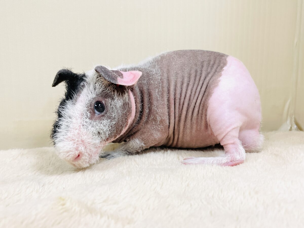 スキニーギニアピッグ