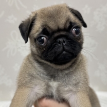 虜になること間違いなし🥺⭐️パグの女の子🐶
