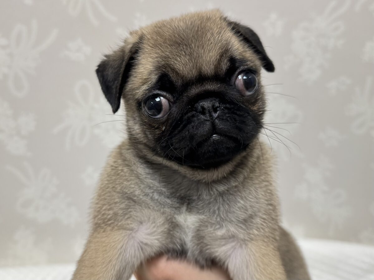 虜になること間違いなし🥺⭐️パグの女の子🐶