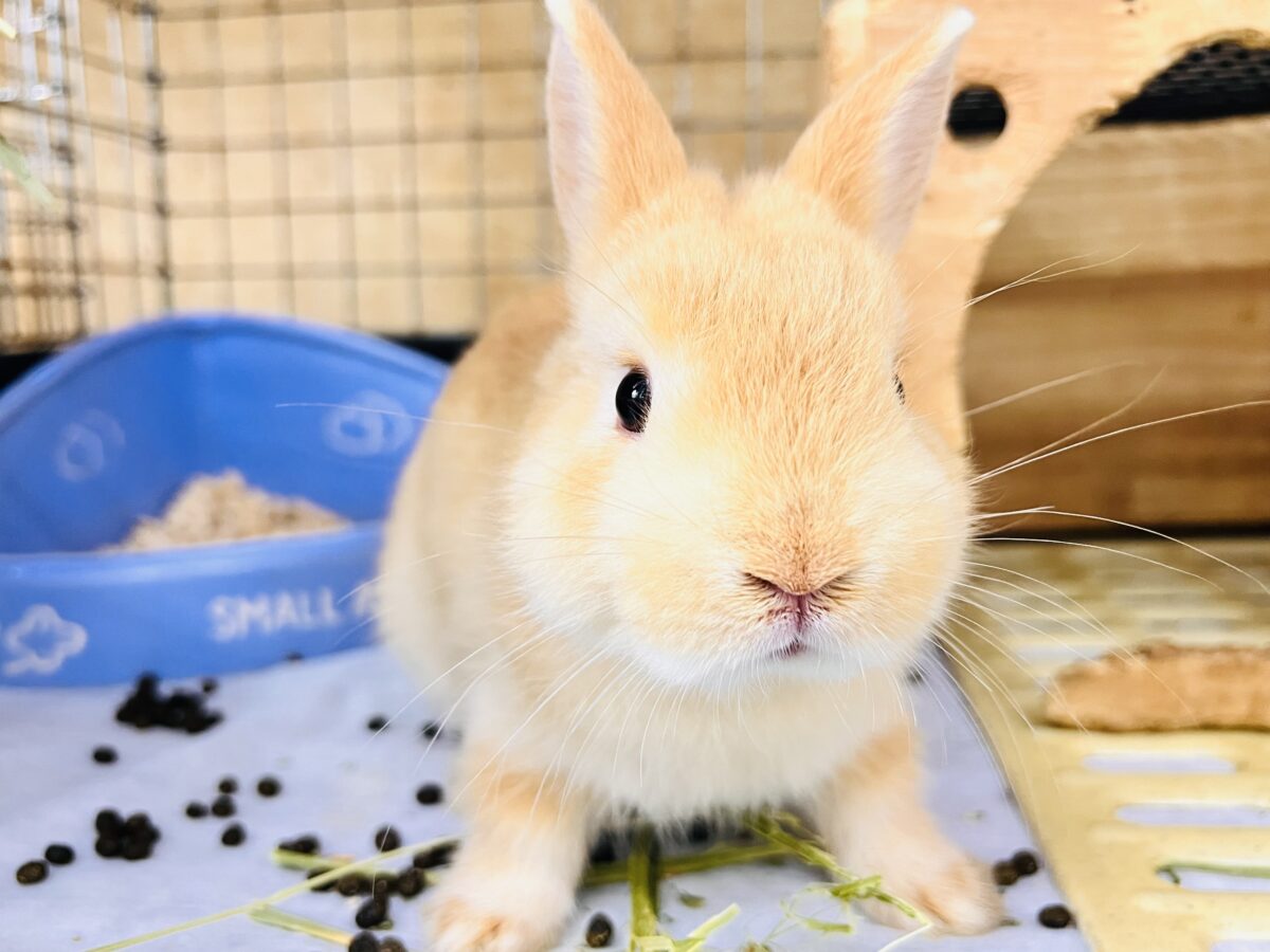 ネザーランドドワーフ