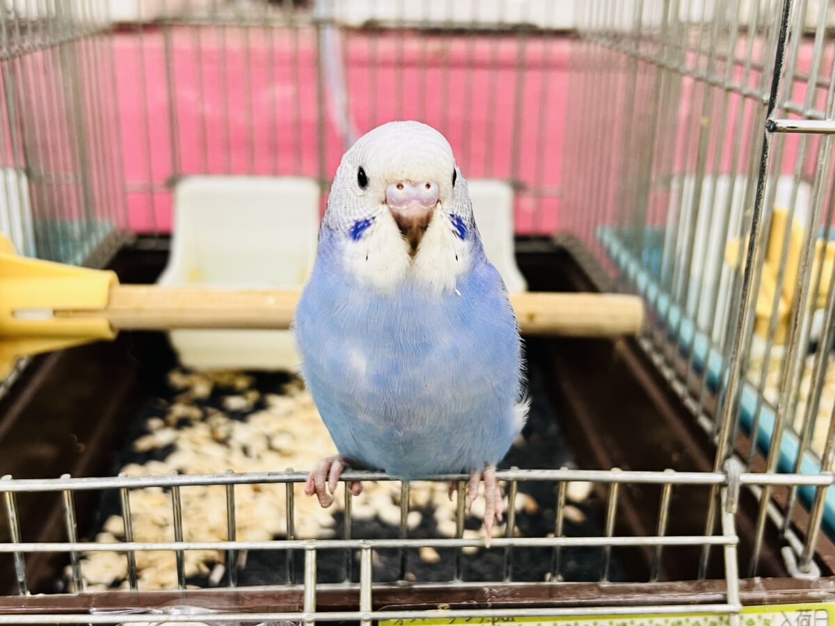 セキセイインコ