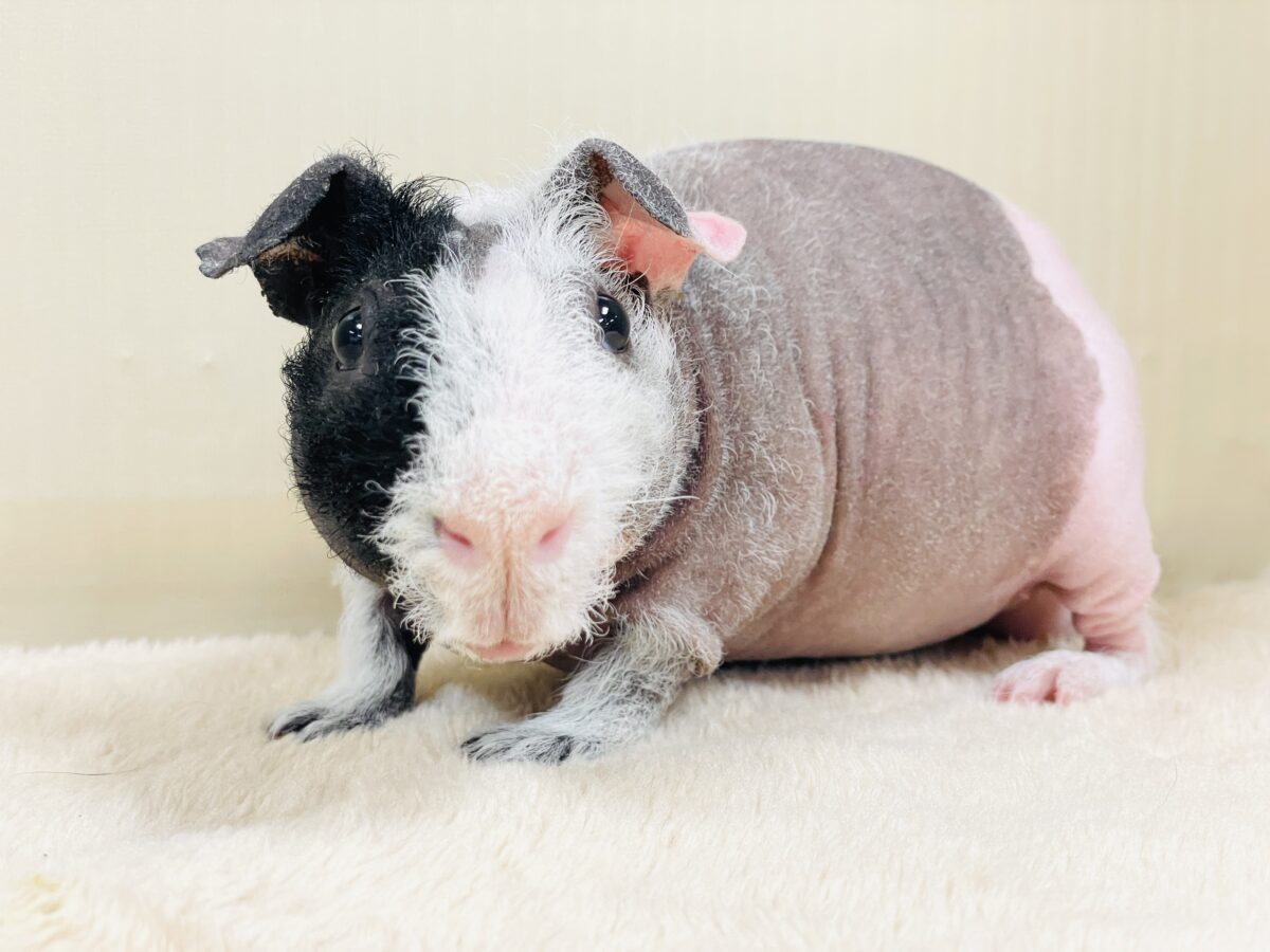スキニーギニアピッグ