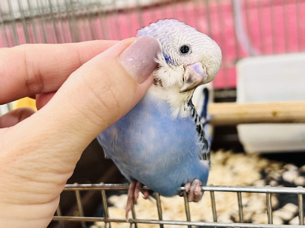 画像更新🌟真っ青〜💙目を引く濃いブルー！セキセイインコ（ブルーオパーリン ）