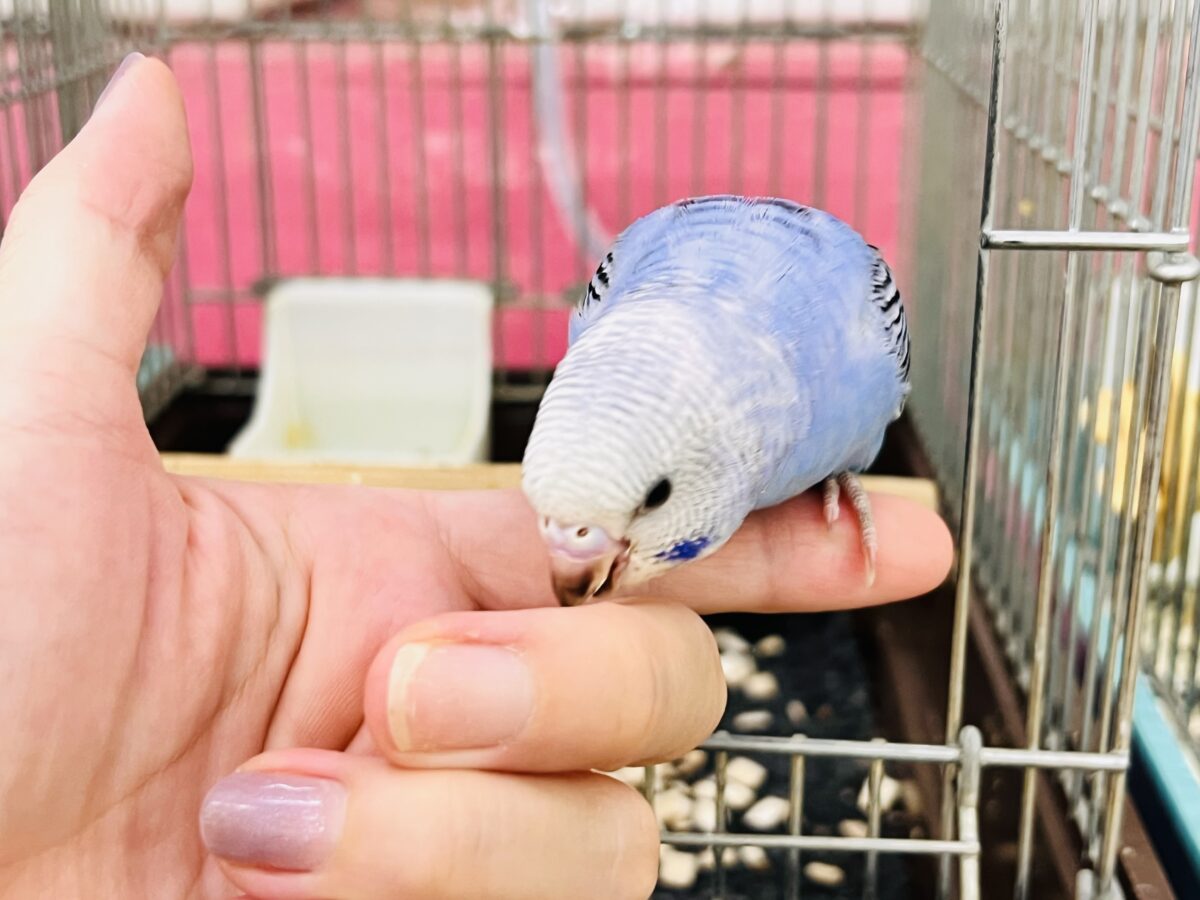 セキセイインコ