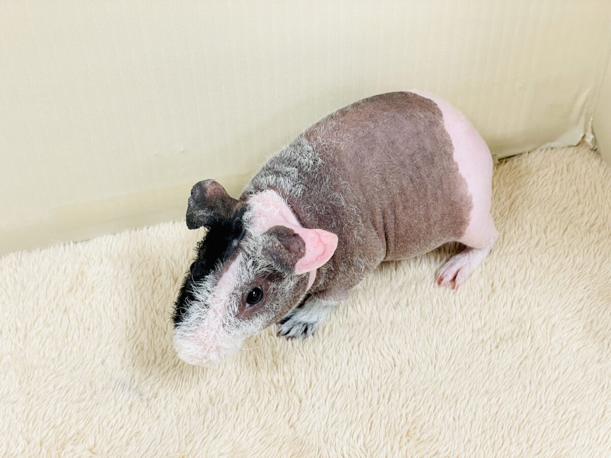 スキニーギニアピッグ