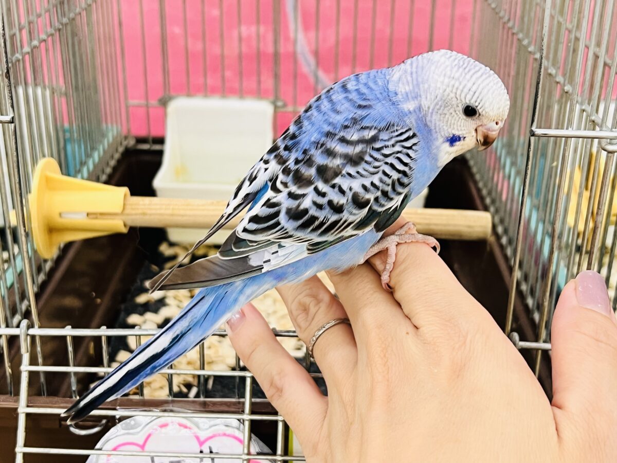 セキセイインコ