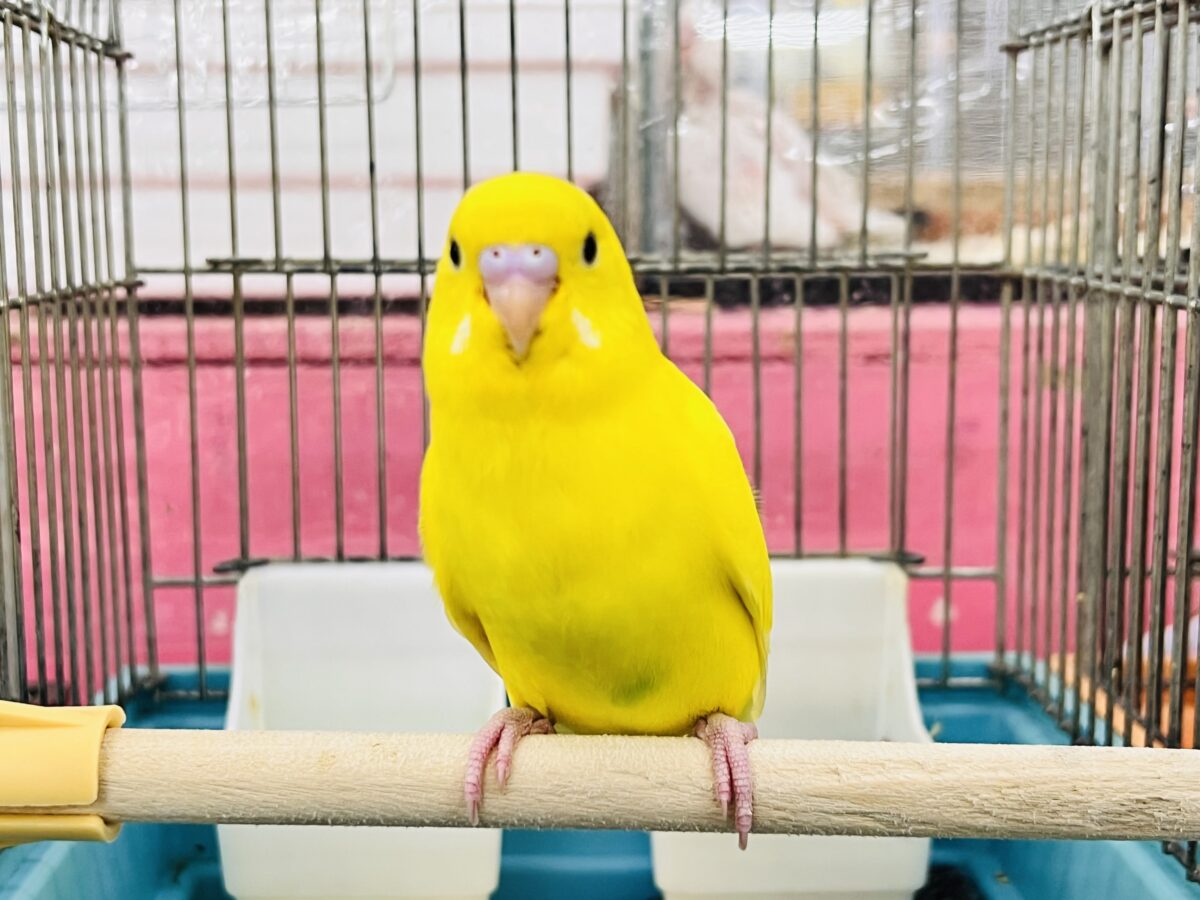 セキセイインコ