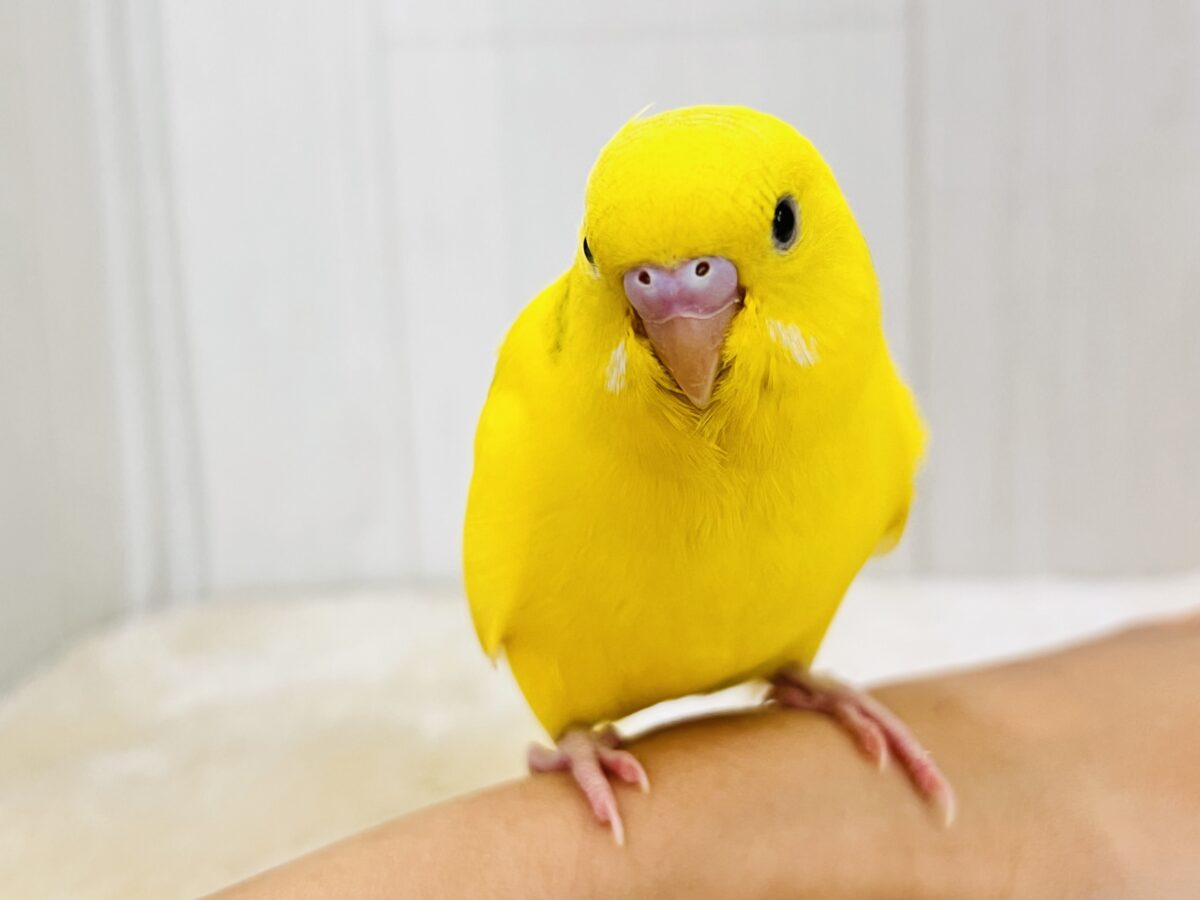 セキセイインコ