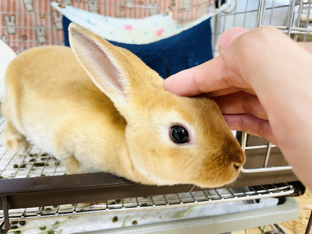 ミニレッキス