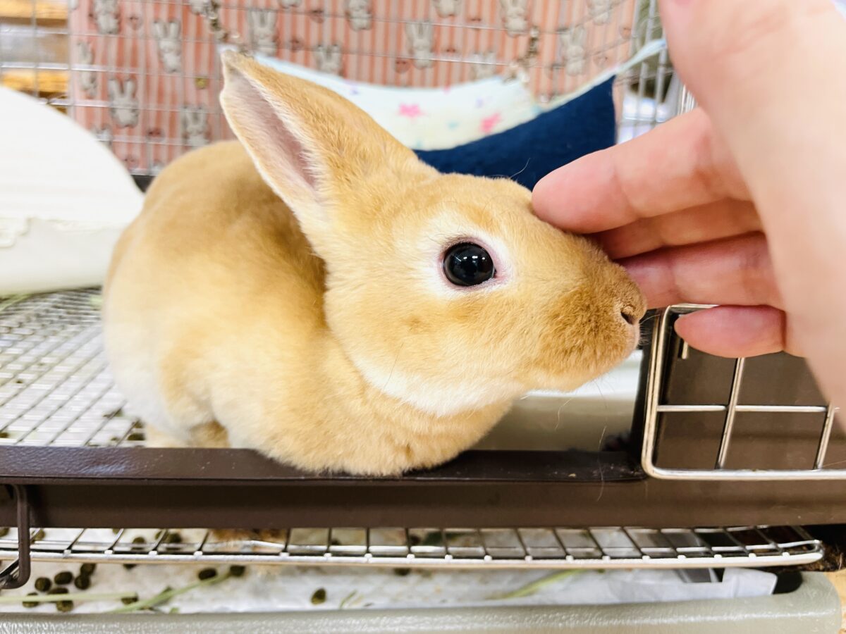 ミニレッキス