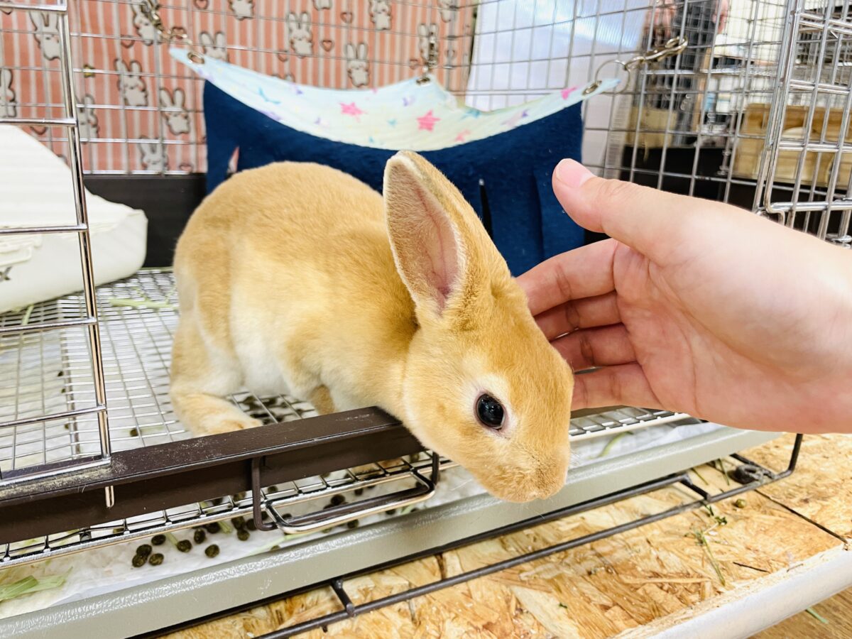 ミニレッキス