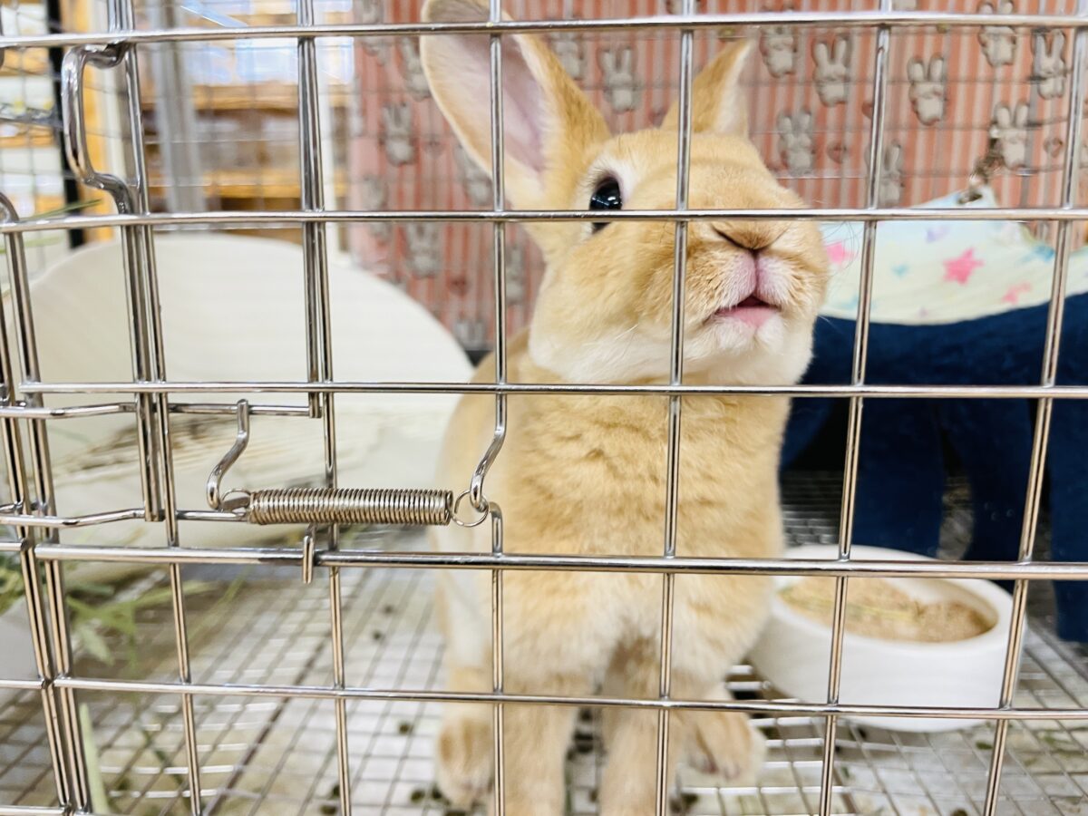 ミニレッキス