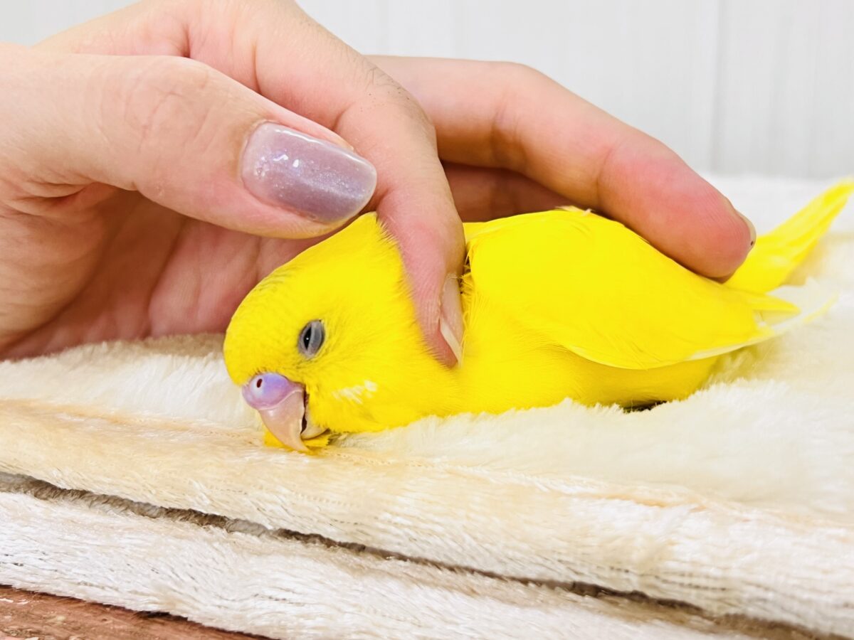 画像更新☆カキカキで寝かしつけ💤💛隠しもの探し🪎お楽しみカラーのセキセイインコ💚