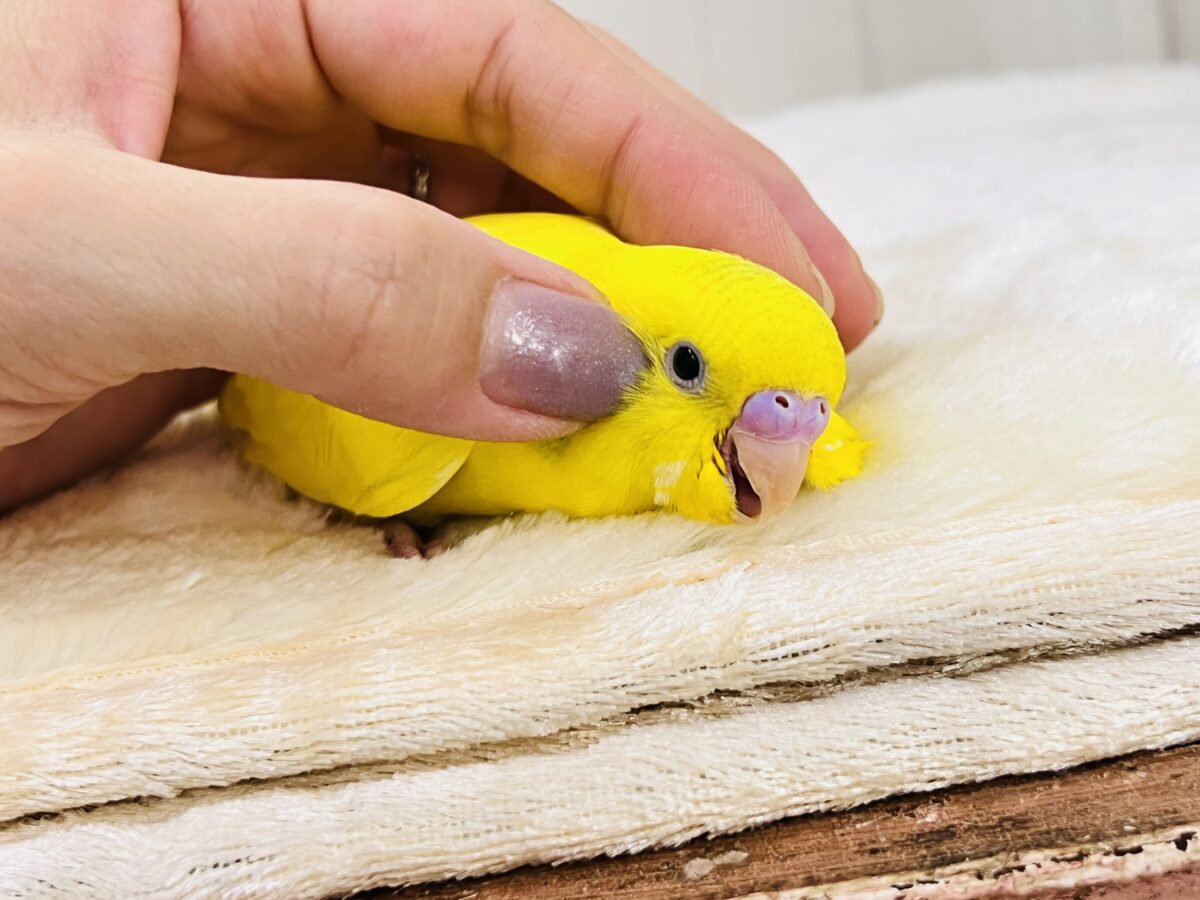 セキセイインコ