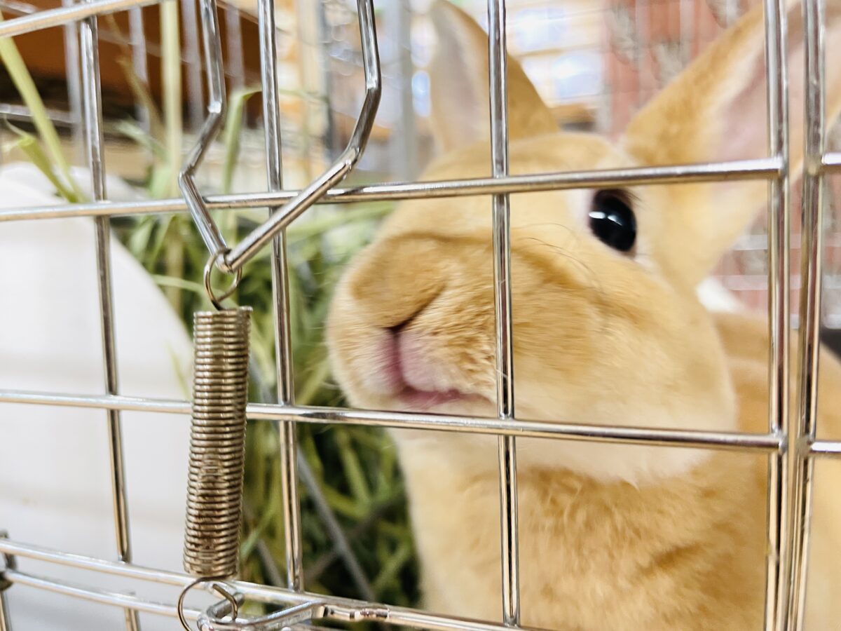 ミニレッキス