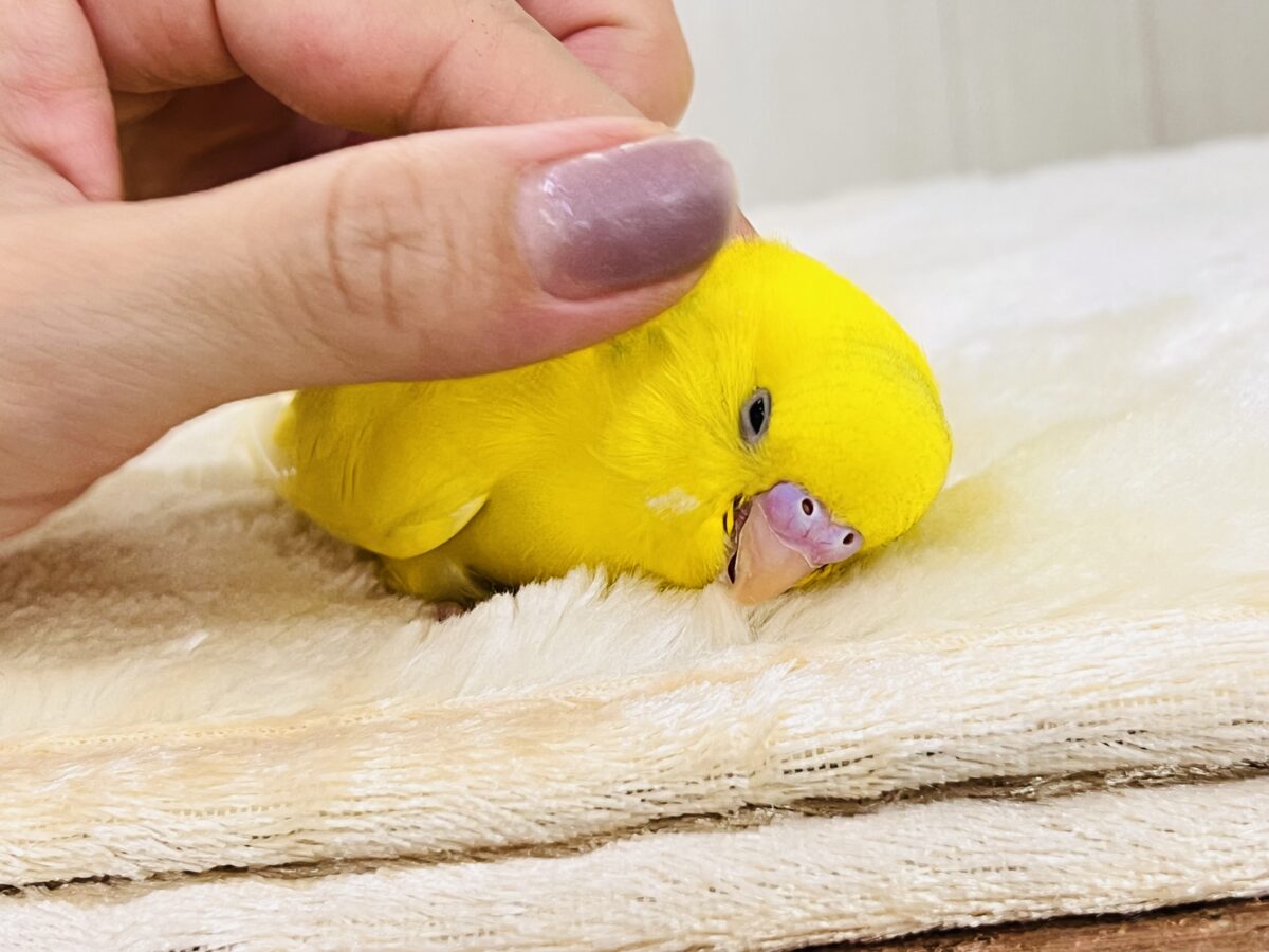 セキセイインコ
