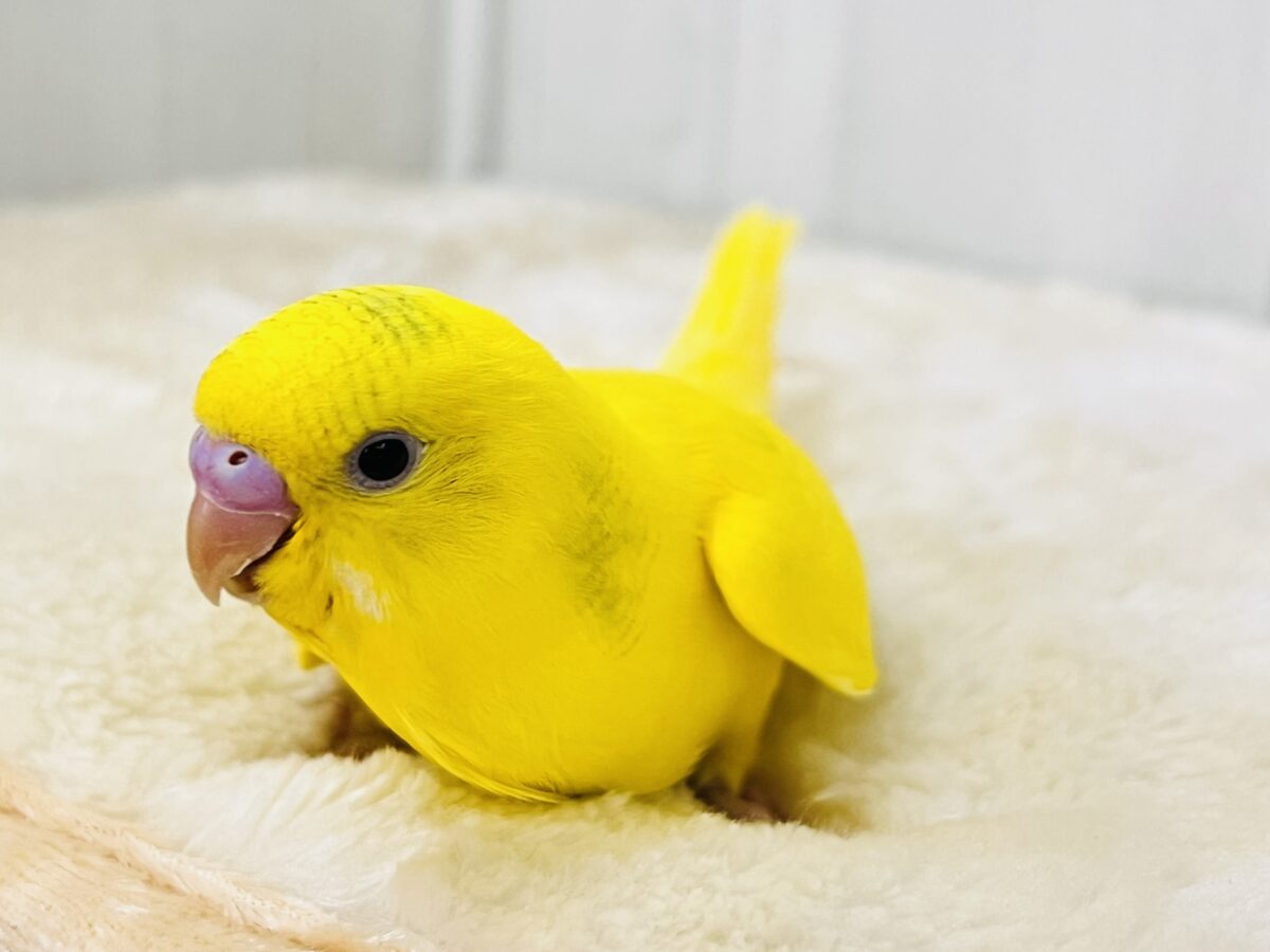 セキセイインコ