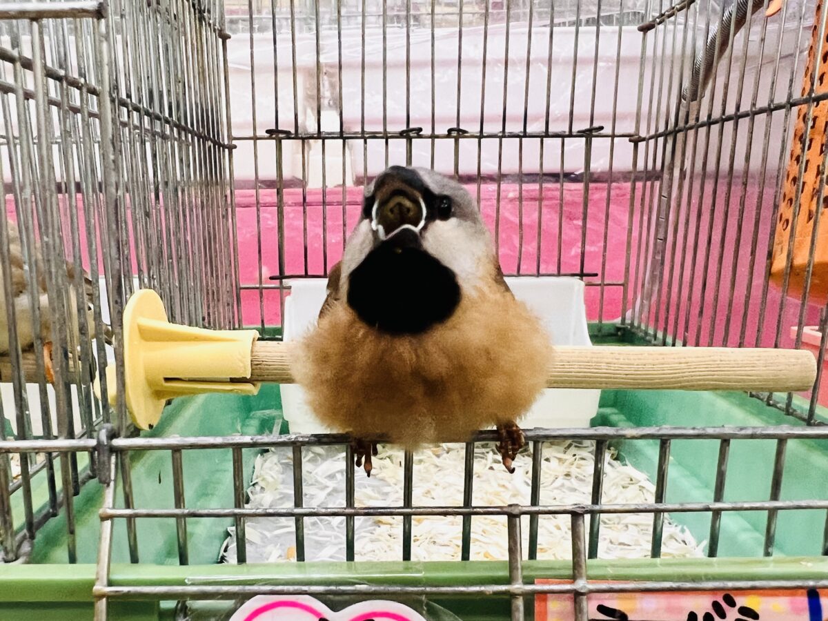 シュバシキンセイチョウ