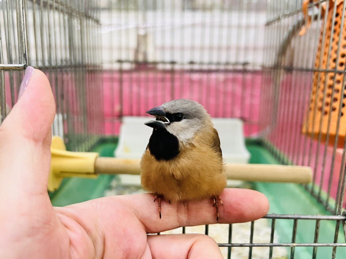 シュバシキンセイチョウ
