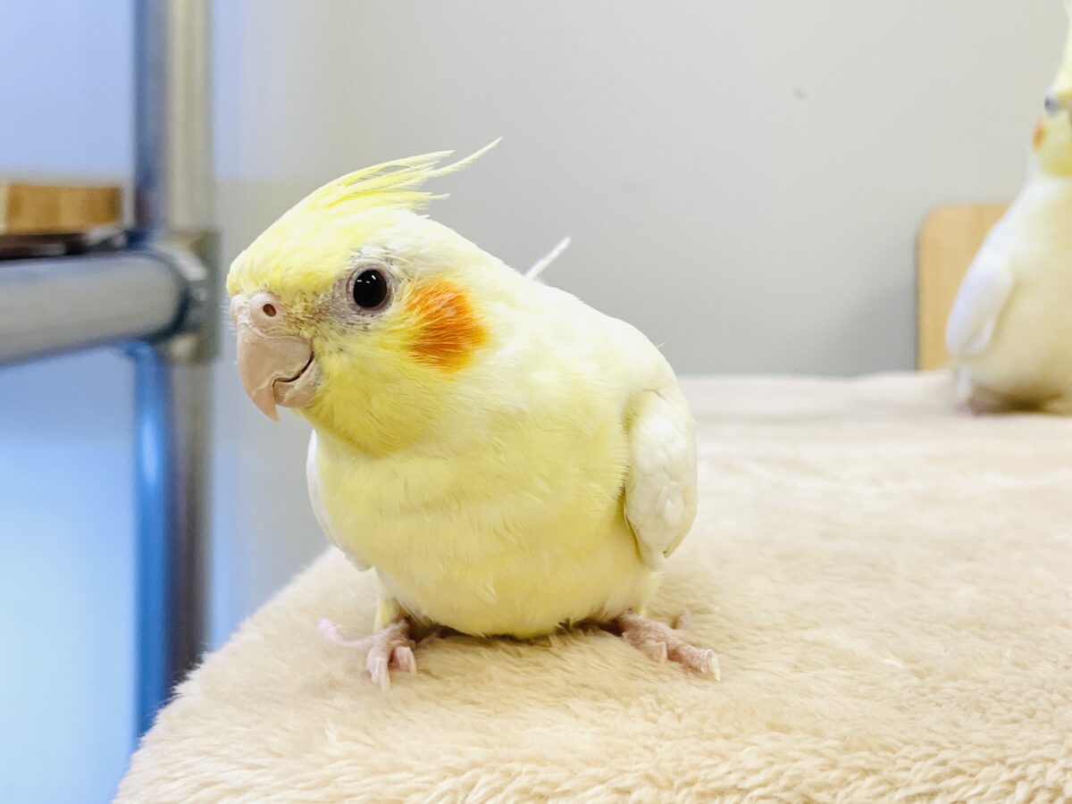 オカメインコ