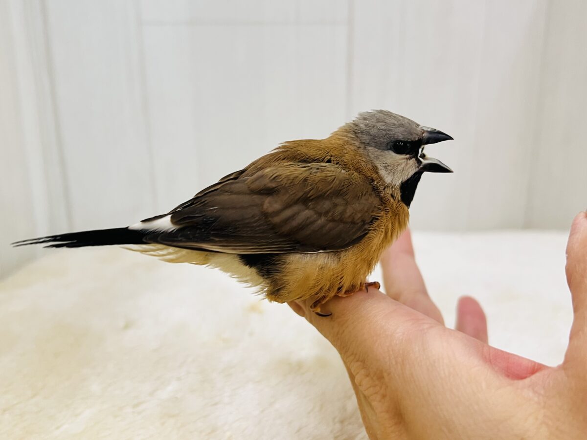 シュバシキンセイチョウ