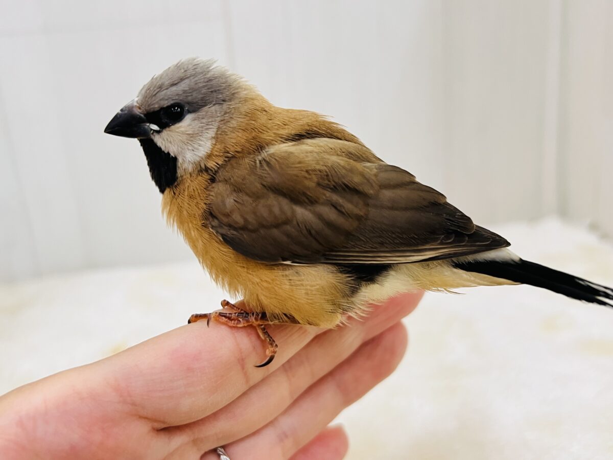 シュバシキンセイチョウ