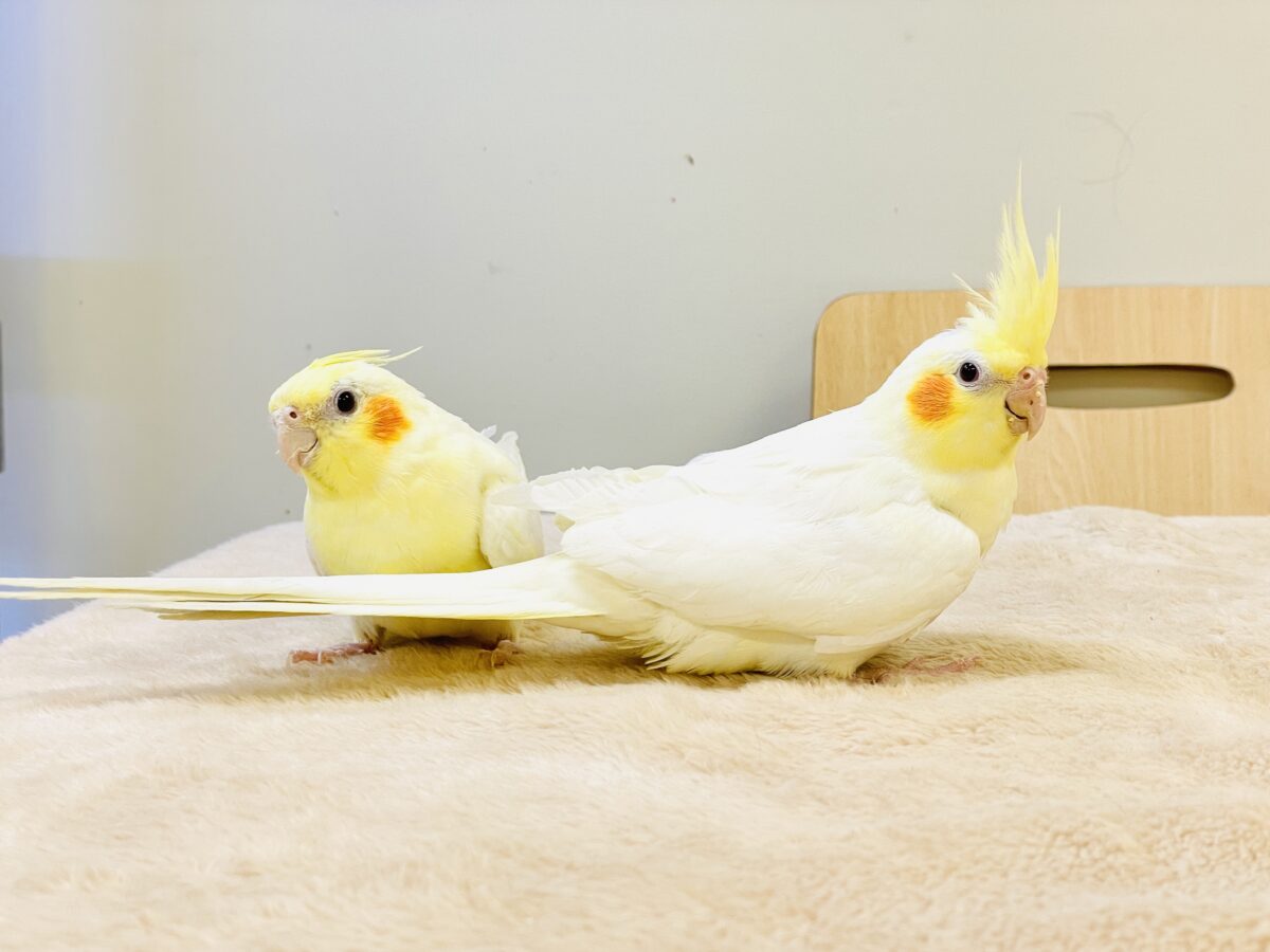 オカメインコ