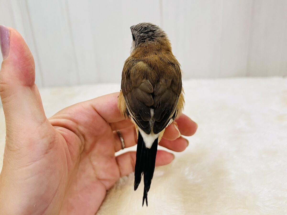 真っ黒スタイで甘えん坊🐣🩷シュバシキンセキチョウがやってきた! シュバシキンセイチョウ