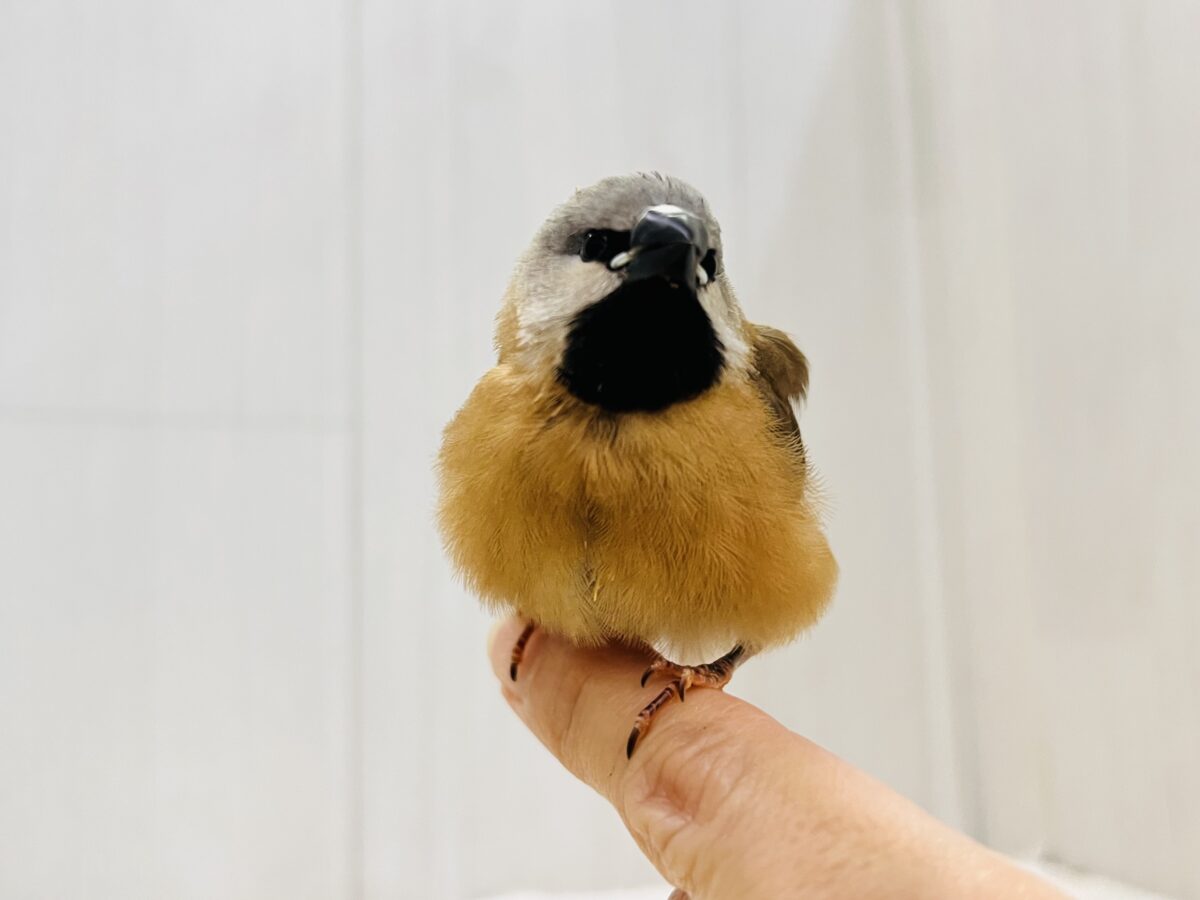 シュバシキンセイチョウ