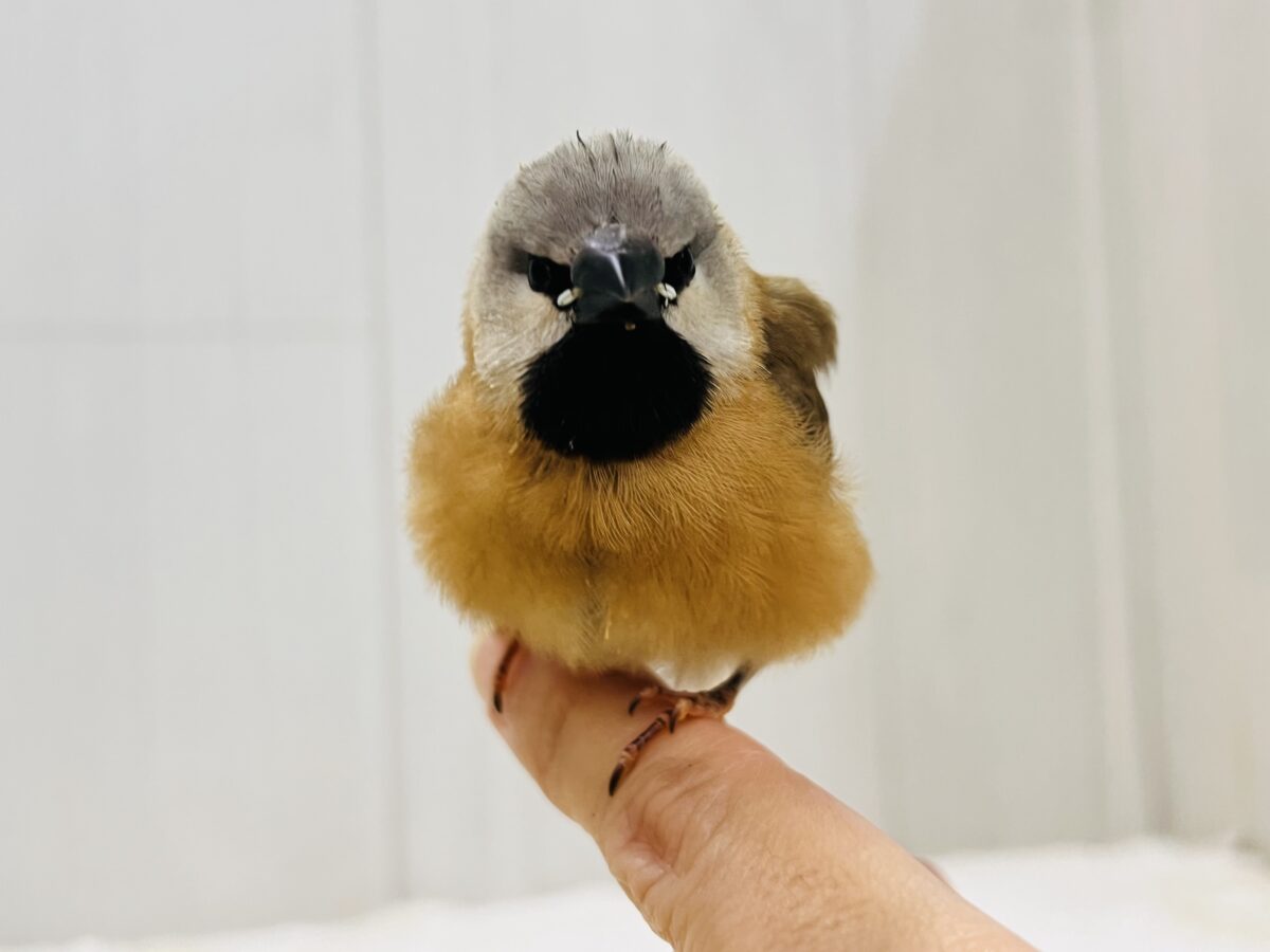 シュバシキンセイチョウ