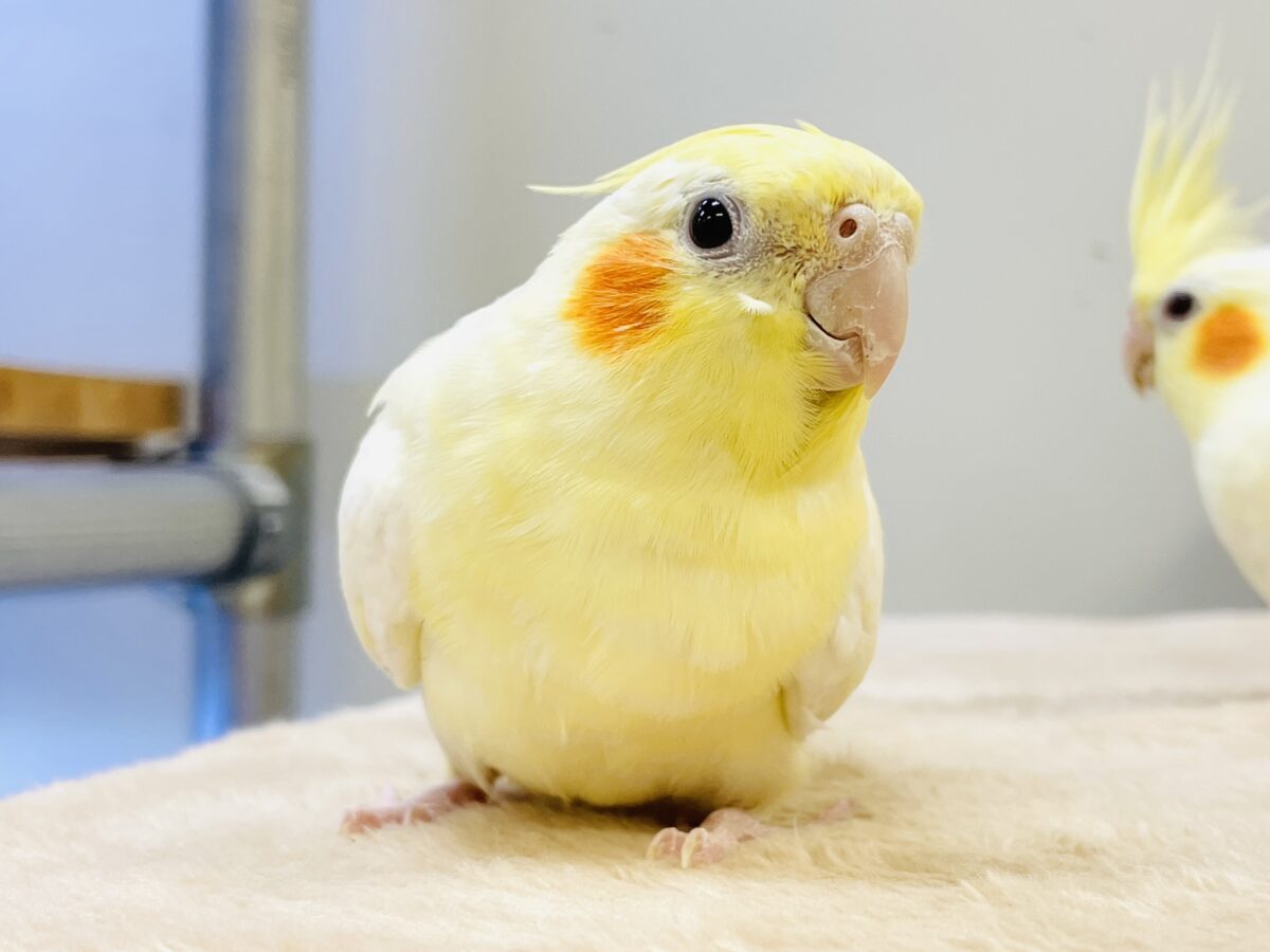オカメインコ