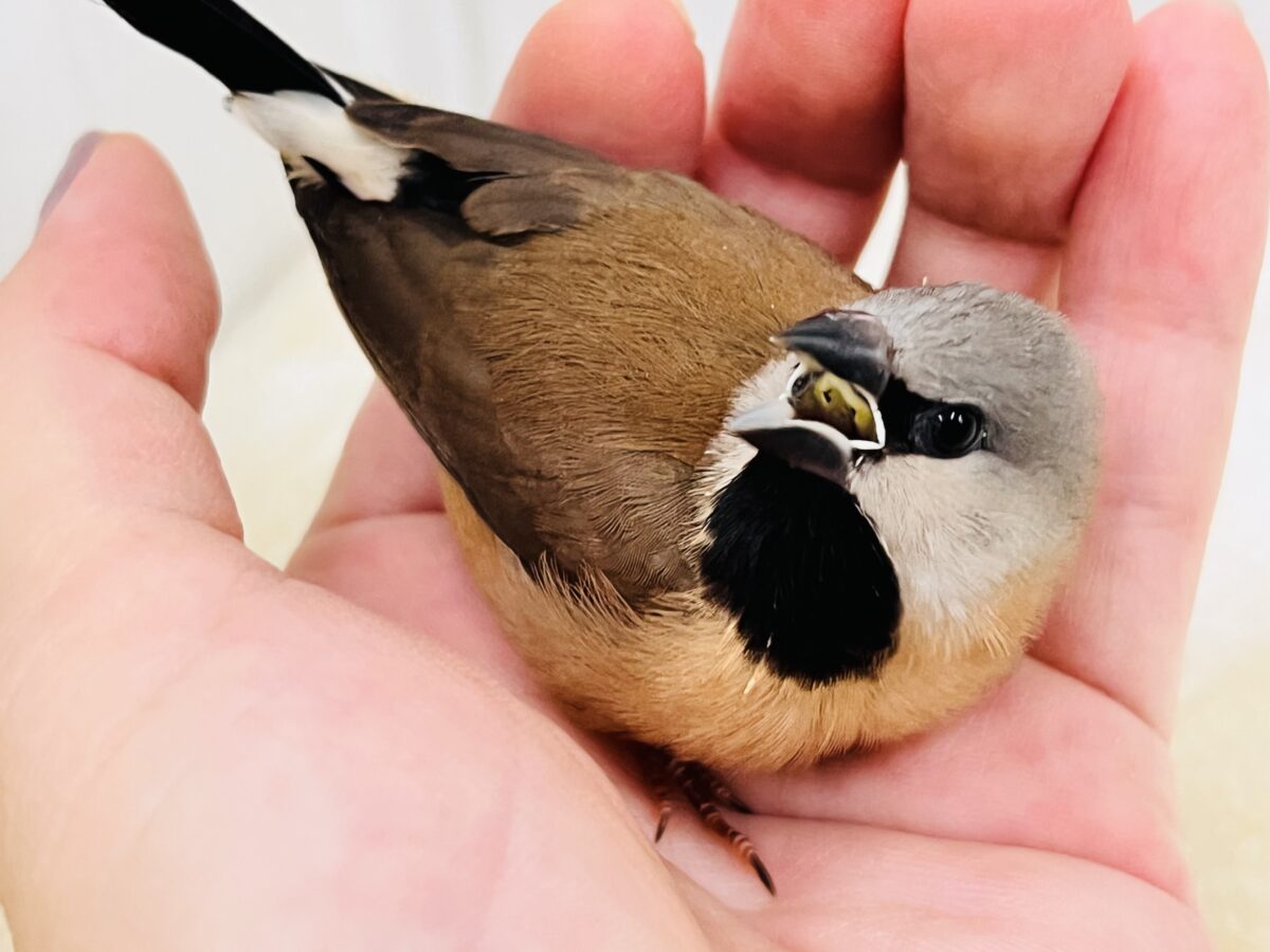 真っ黒スタイで甘えん坊🐣🩷シュバシキンセキチョウがやってきた! シュバシキンセイチョウ