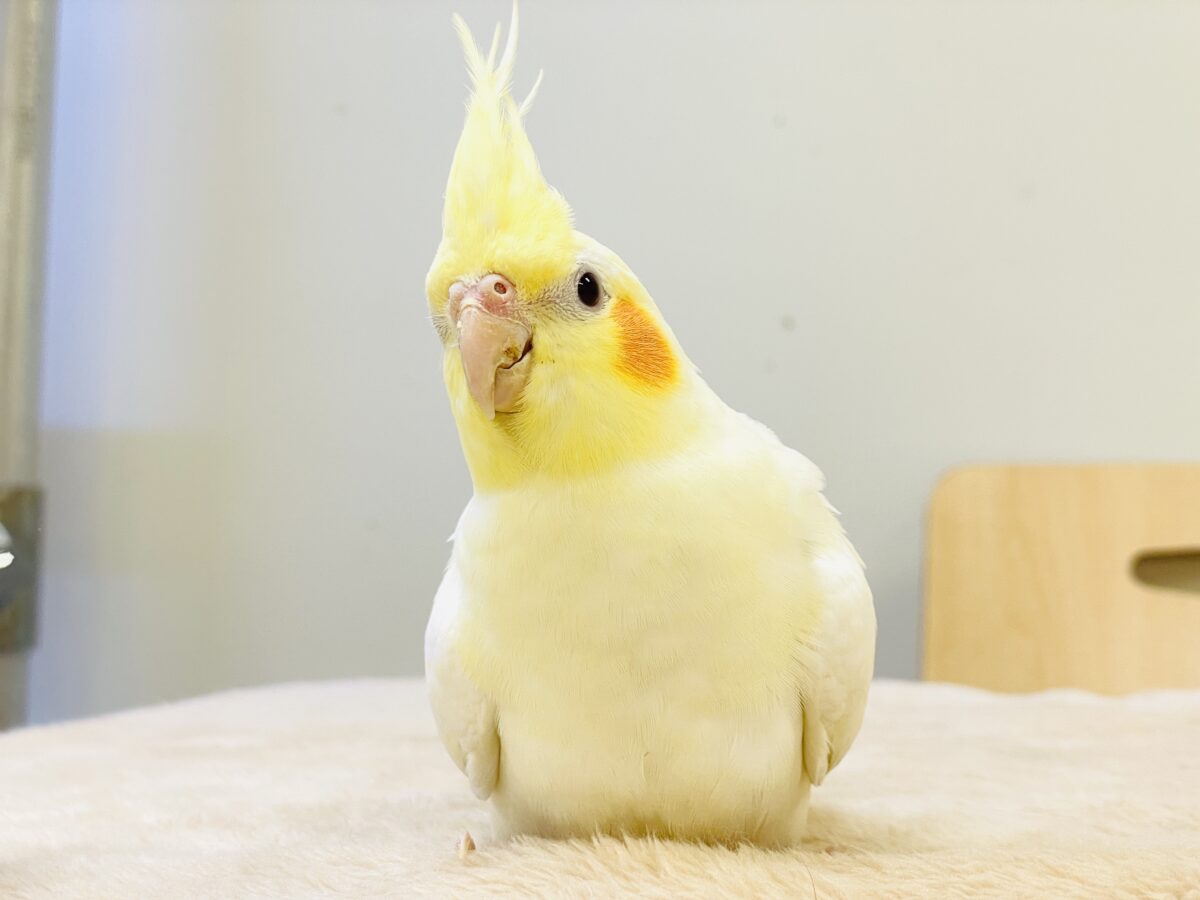 オカメインコ