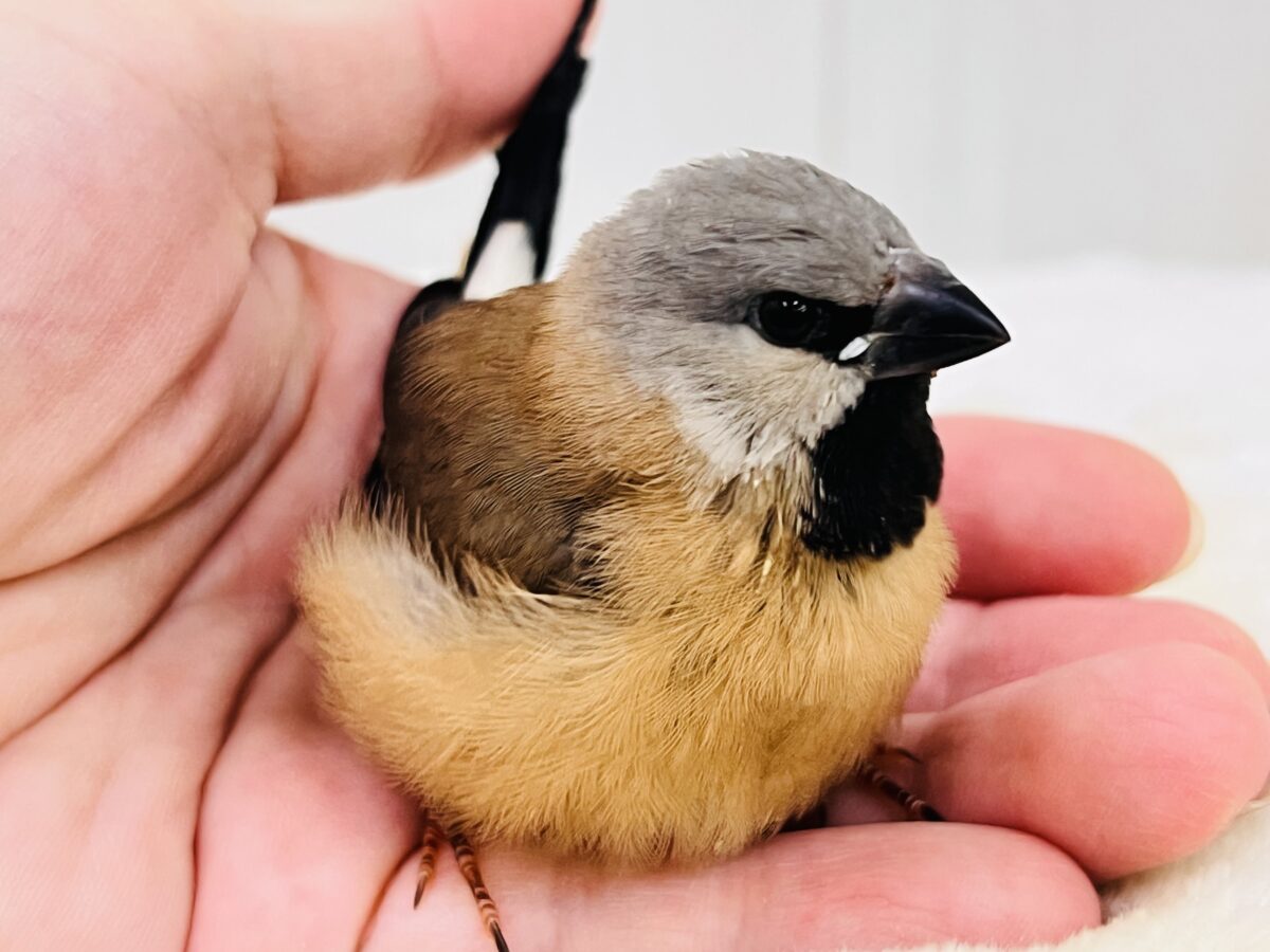 真っ黒スタイで甘えん坊🐣🩷シュバシキンセキチョウがやってきた! シュバシキンセイチョウ