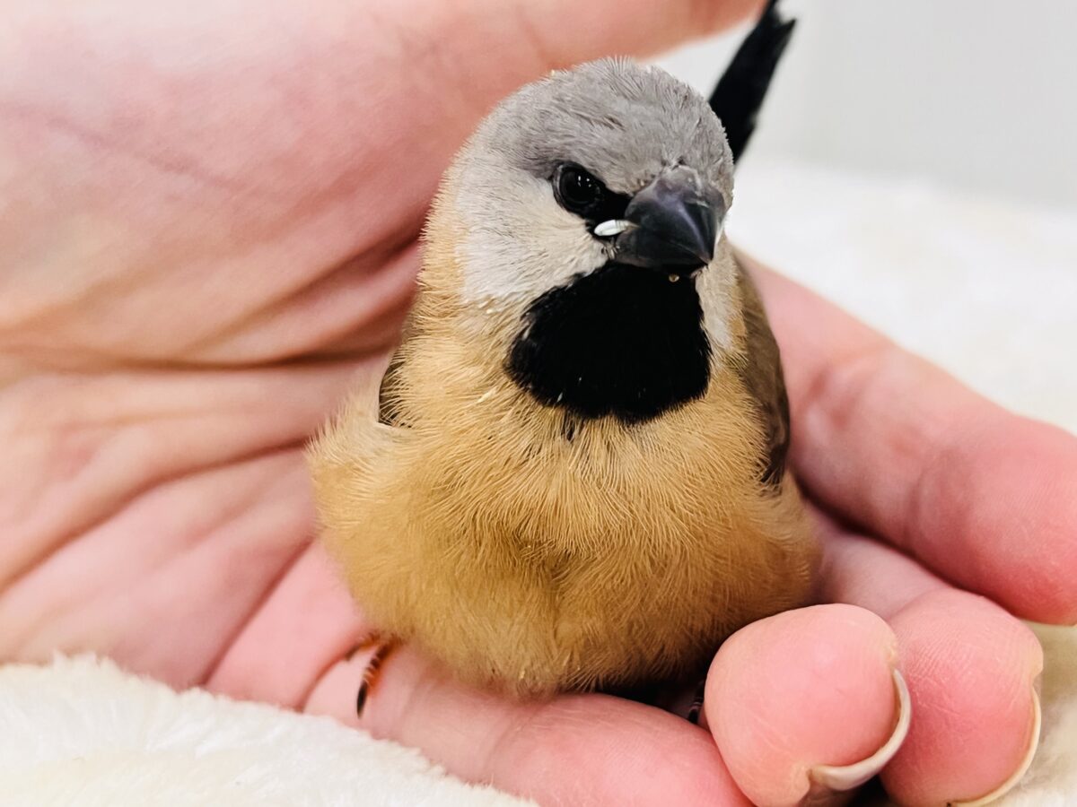 真っ黒スタイで甘えん坊🐣🩷シュバシキンセキチョウがやってきた! 真っ黒スタイで甘えん坊🐣🩷シュバシキンセキチョウがやってきた!
