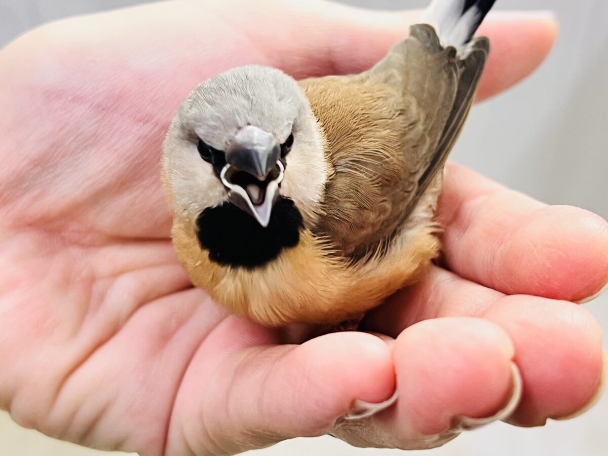 シュバシキンセイチョウ