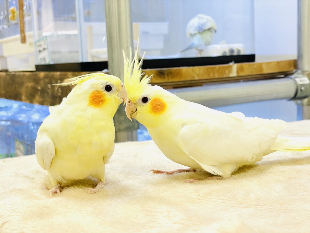 オカメインコ