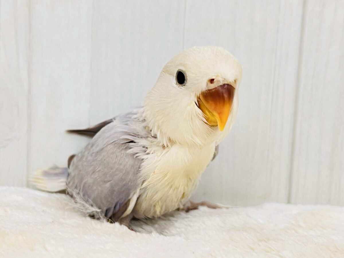 コザクラインコ（小桜インコ）