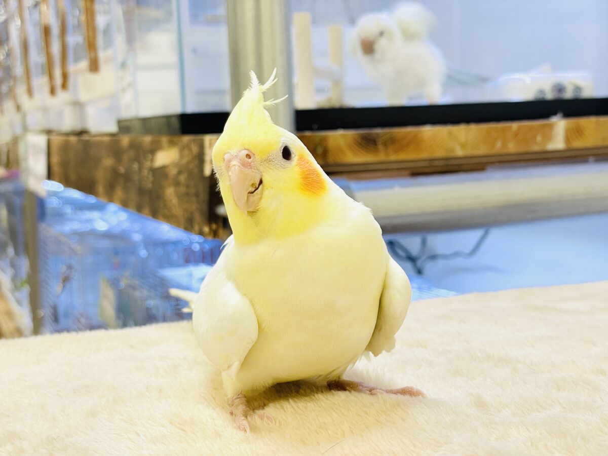 オカメインコ