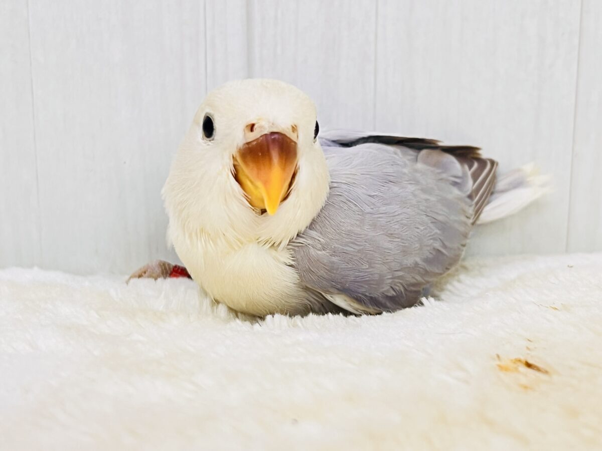 コザクラインコ（小桜インコ）