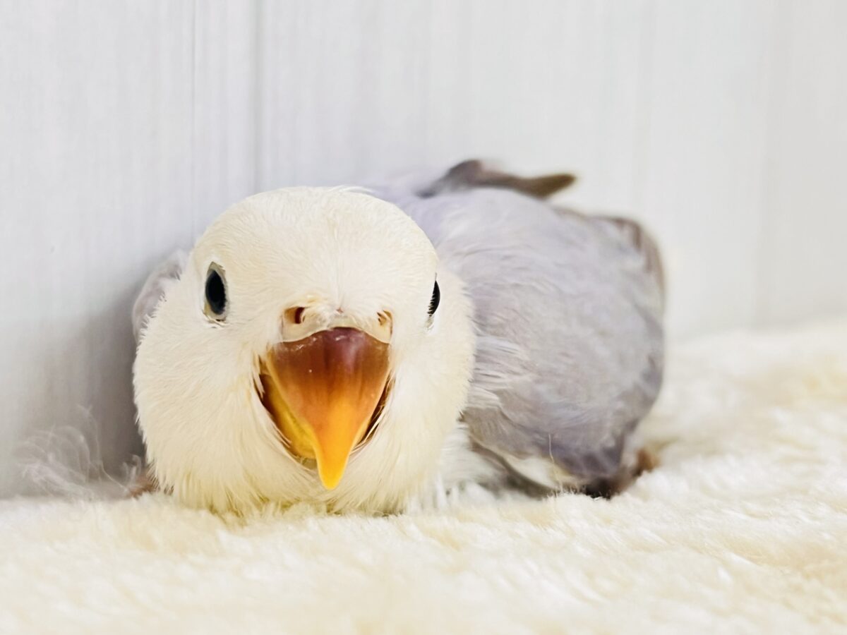 お上品なラベンダーグレー🪻🩶気品溢れる小桜インコの雛が入舎しましたよ☆
