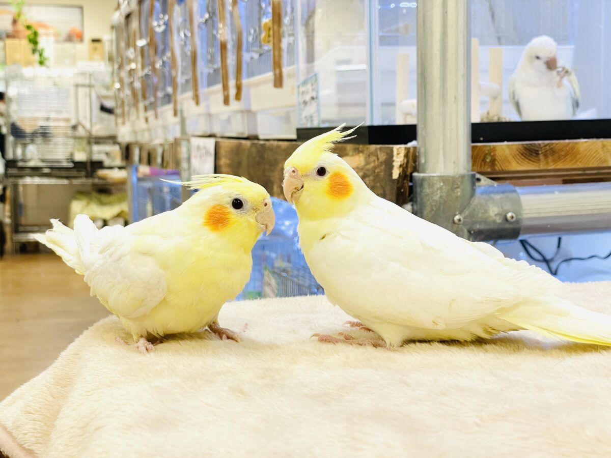 オカメインコ