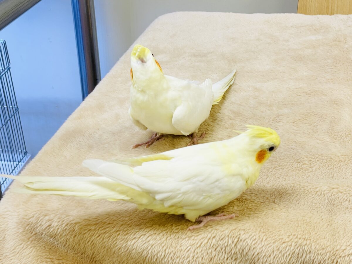 オカメインコ