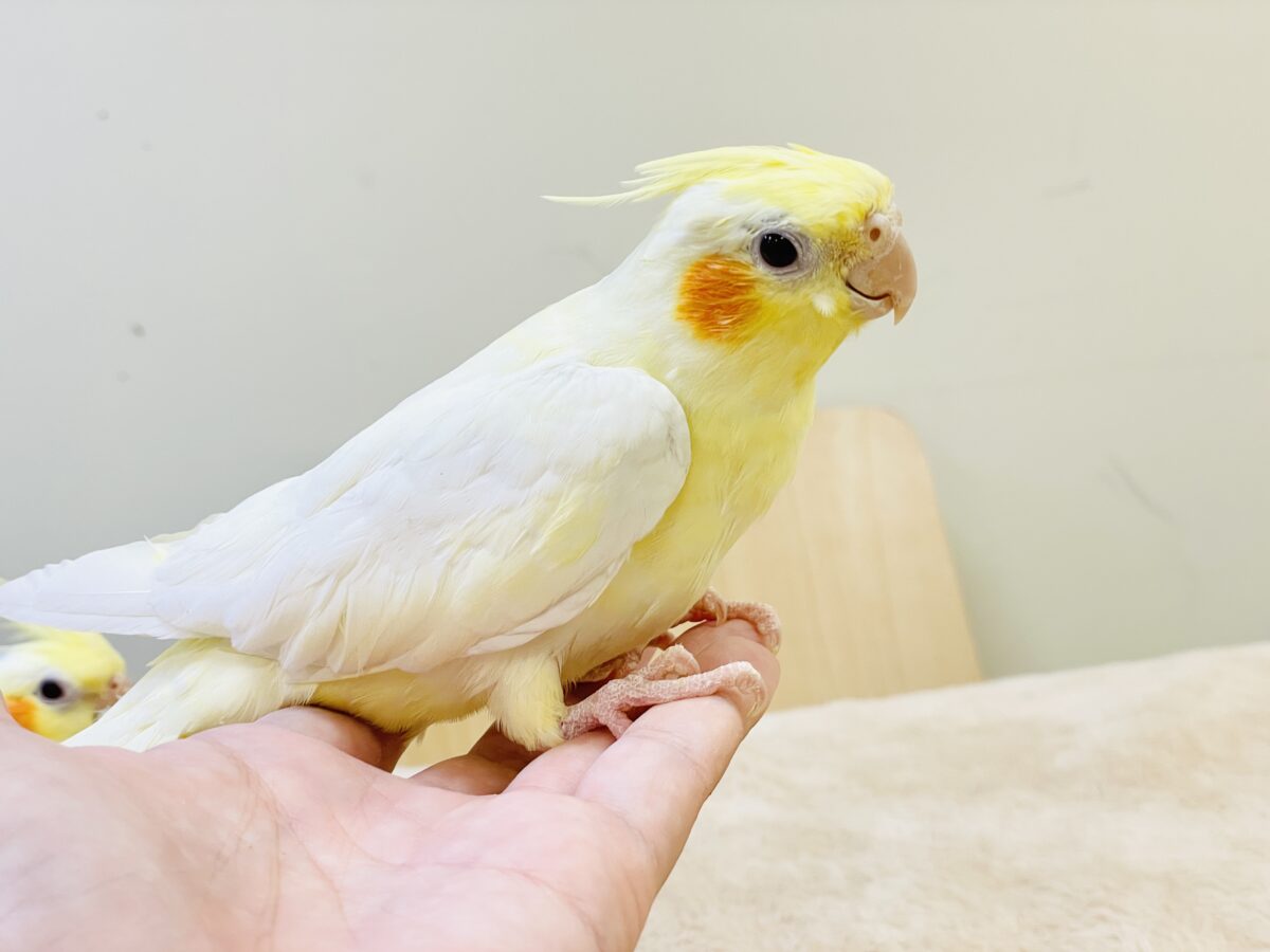 オカメインコ