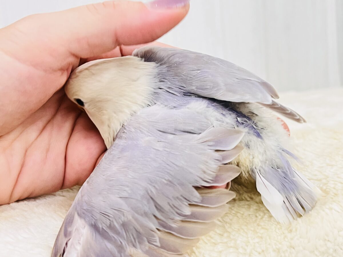 コザクラインコ（小桜インコ）