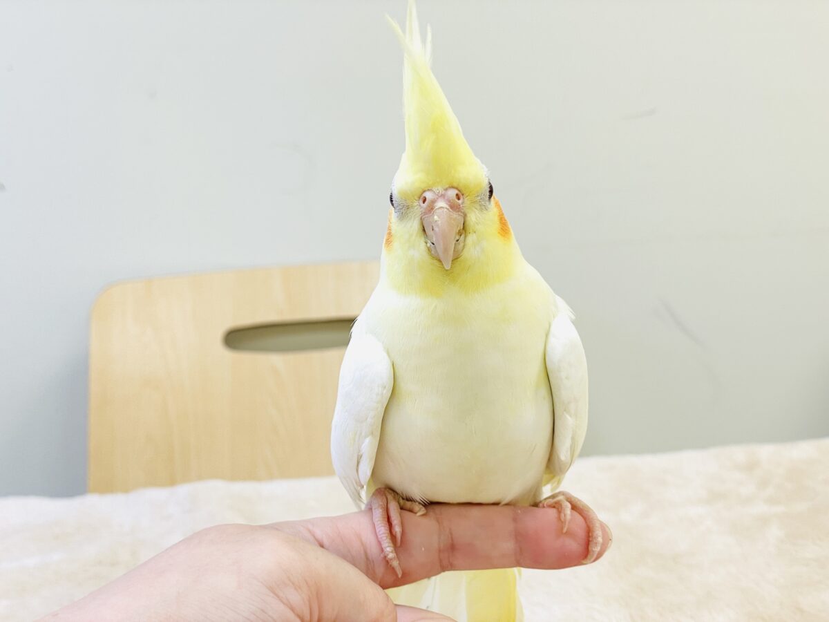 オカメインコ