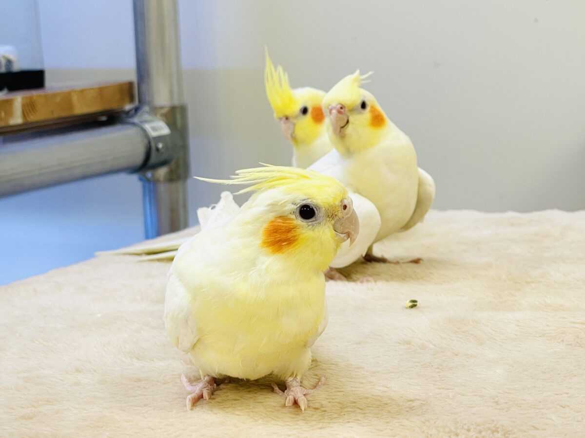 オカメインコ