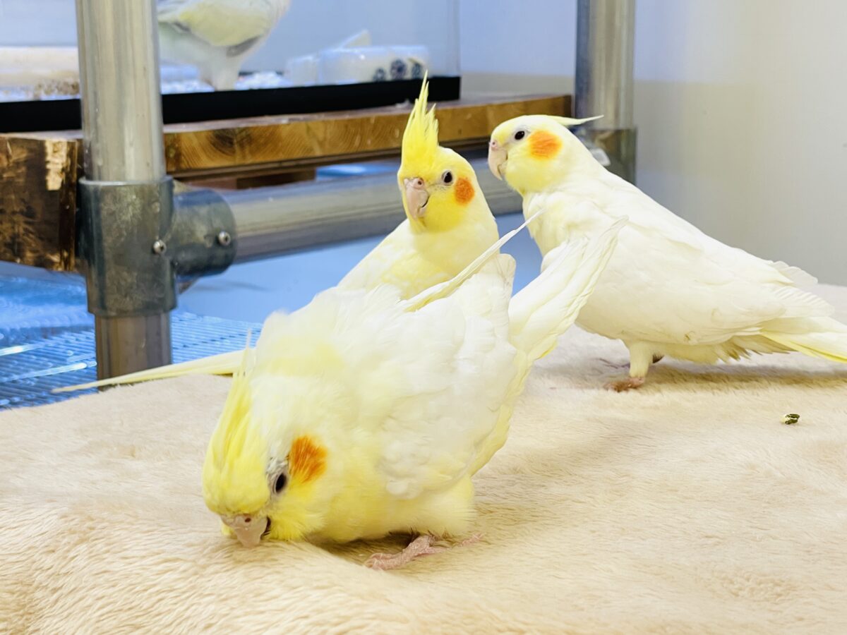 オカメインコ